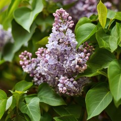 Fototapeta premium Vibrant purple lilac blooms surrounded by lush green foliage
