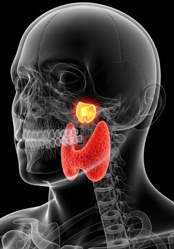 Human head and neck skeleton is depicted in a detailed 3D medical illustration, clearly highlighting the thyroid and parotid glands for anatomical study and education.