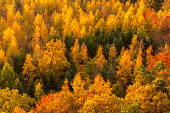 Aerial sunrise view of colorful autumn Swabian forest with morning fog