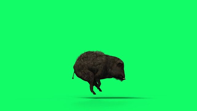 3D Realistic Giant Dangerous Wild boar fast running Loop with side view Isolated on Green Screen, 4K High-Resolution 60fps Animation of a sus scrofa running on Chroma Key