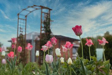 Colorful tulips in full bloom against a clear blue sky on a sunny spring day. © jarizPJ