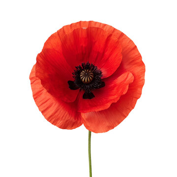 red poppy flower, high resolution, no blur, transparent background, realistic photo,  anzac day celebration concept.