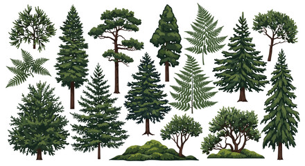 Fototapeta premium Collection of Diverse Evergreen Trees and Ferns Isolated on White Background Detailed Botanical Illustration