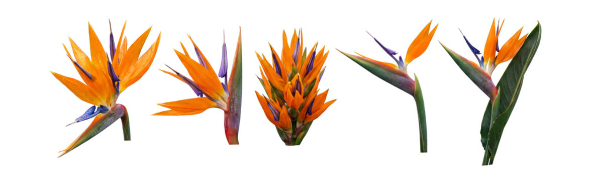 Exotic bird-of-paradise blooms photo-real .