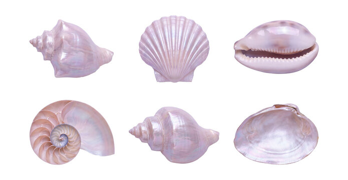 Seashells pearly iridescent photo-real .