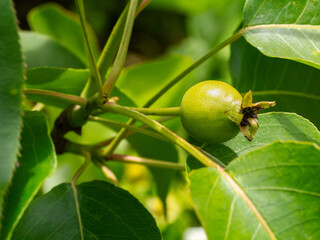 Obraz premium Green pear on the tree in the spring day.