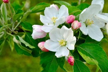 Obraz premium Spring flowers of blooming apple tree., closeup of spring apple tree in May blossom