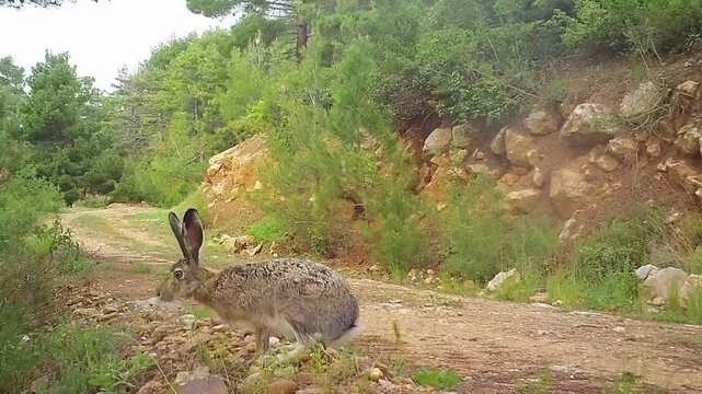 A wild rabbit standing on a forest road in its natural habitat, observing its surroundings.