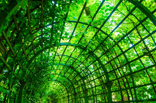 Metal fences of berso and deciduous green trees in sunny weather, summer nature landscape
