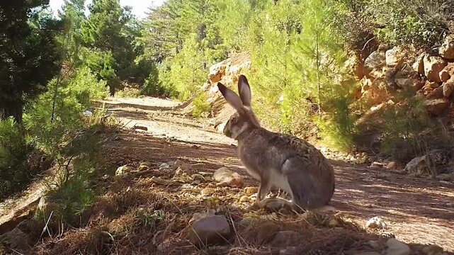 A wild rabbit standing on a forest road in its natural habitat, observing its surroundings.