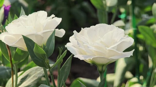 Close-up of delicate white lisianthus (Eustoma) flowers blooming gracefully in a vibrant flower garden.