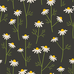 Chamomile flower seamless pattern. Delicate daisy wildflower hand drawn vector illustration. Botanical spring summer nature print. Seasonal floral blossom background.