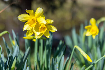 Bright yellow daffodil blooms captured in close-up with soft background bokeh, green foliage and warm sunlight conveying spring, renewal and cheerful natural beauty in a garden setting © evannovostro