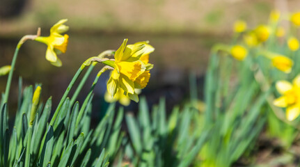 Obraz premium Yellow daffodil blooms captured in close up with soft blurred background, green foliage and warm sunlight conveying spring, renewal and cheerful natural beauty in a garden setting