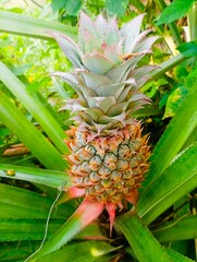 Fototapeta premium pineapple in the garden