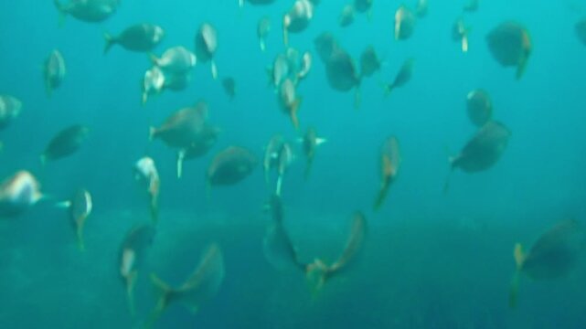 Salema porgy (Sarpa salpa) group of fish in the Mediterranean Sea of the coast of The French Riviera Cote d'Azur in France near Monaco.