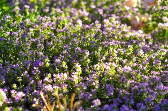 Close-up view of a field of blooming thyme with soft sunlight filtering through the leaves