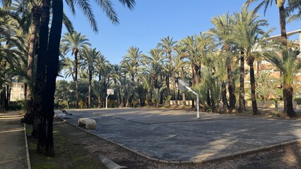 Fototapeta premium Basketball Court under Palm Trees: An inviting basketball court, nestled beneath a canopy of swaying palm trees, offering a perfect blend of sport and serenity.