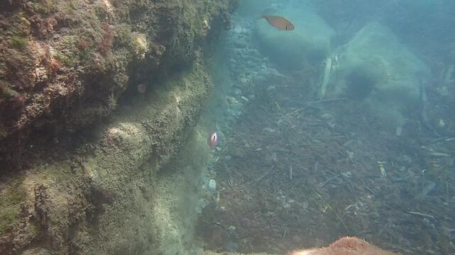Salema porgy (Sarpa salpa) group of fish in the Mediterranean Sea of the coast of The French Riviera Cote d'Azur in France near Monaco.