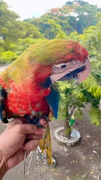 Vibrant macaws interacting on chains in outdoor setting with trees