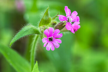 Melandrium Rubrum. Macro shot of purple wildflowers in focus against blurred green foliage, highlighting natural colorful beauty in close detail