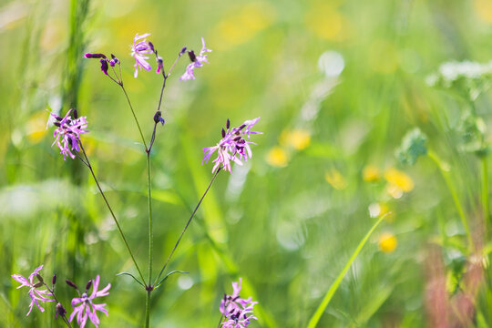 A tranquil summer scene features pink wildflowers among green grass and blurred yellow blooms in the background, capturing sunny nature, calm and natural beauty. Silene flos-cuculi