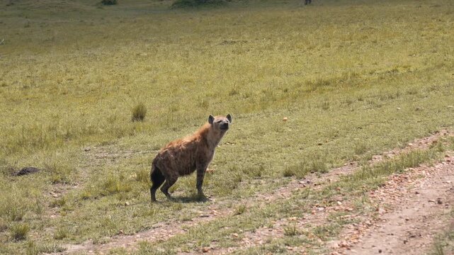Wild spotted hyena walking on dirt road in african savannah of national park. Predator exploring its natural habitat on sunny day during a wildlife safari. Animal has wounded leg and hyena is limping