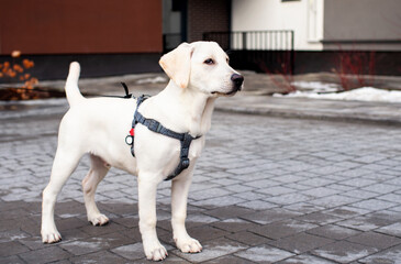 Labrador puppy stands in the yard against the background of houses. The dog is six months old. The dog looks intently ahead. Training. The photo is horizontal and blurred. © Olha