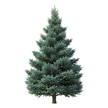 A small evergreen tree on transparent background