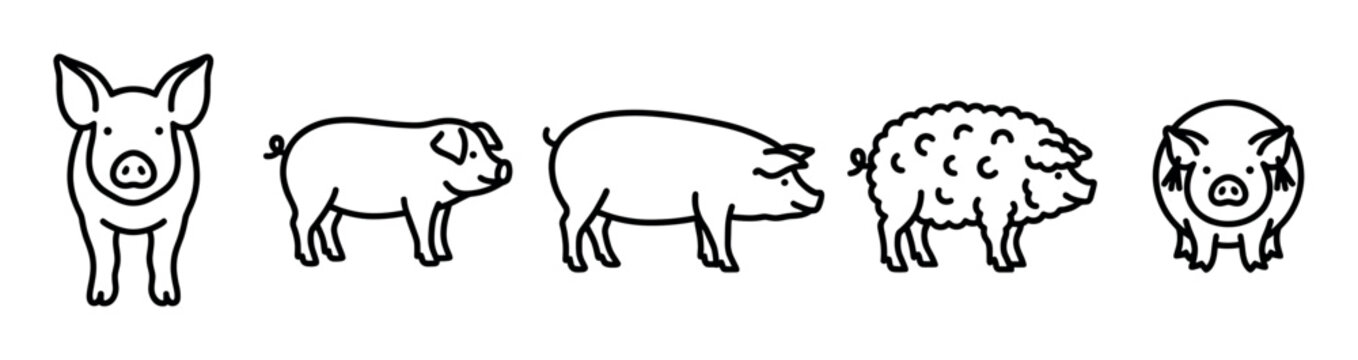 Set of five cute pig illustrations in a simple black line art style showing different breeds and poses, including a woolly pig, presented as a character icon collection