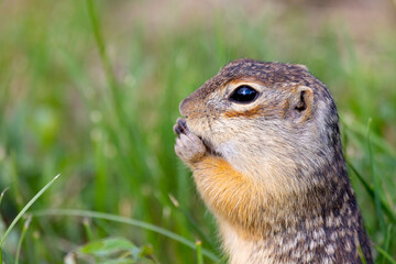 Fototapeta premium Speckled ground squirrel animal standing in the grass close up