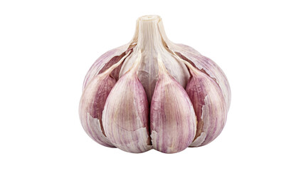 A fresh whole garlic bulb with purple streaks and visible cloves for food on transparent background
