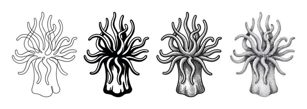 Four distinct black and white sea anemone illustrations showcase various artistic rendering techniques: outline, solid fill, engraving, and stippling, rendered with scientific detail