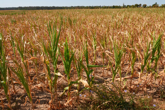 Vertockneter Mais (Zea mays) in Sachsen-Anhalt im Jahr 2022