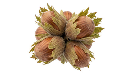 Fresh organic hazelnuts with leafy husks isolated on black ideal for food packaging and on transparent background