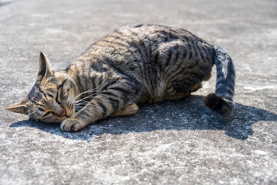 道でゴロンとする猫