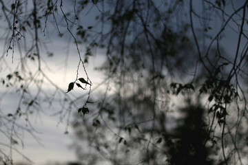 Colorful plants in a Mediterranean garden. Selective focus.