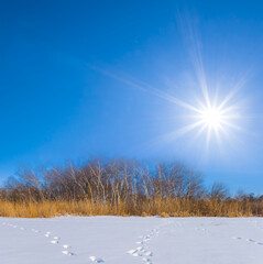 winter snowbound forest glade at the sunny day © Yuriy Kulik