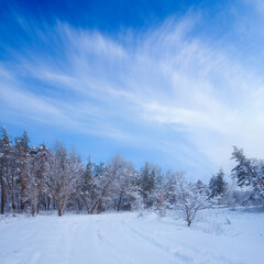 forest in a snow under a blue cloudy sky, winter  outdoor landscape