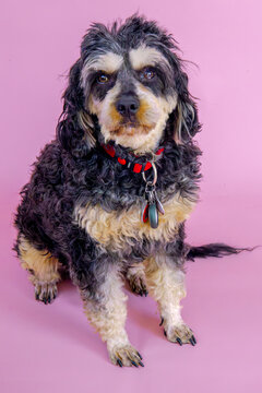 Two cute black and tan cavoodle wearing bow ties postng on pink background in a photo studio