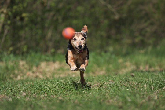 old small dachshund terrier type dog running after a red ball on a field in a forest on a sunny spring day