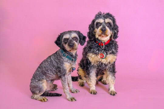 Two cute black and tan cavoodle wearing bow ties postng on pink background in a photo studio