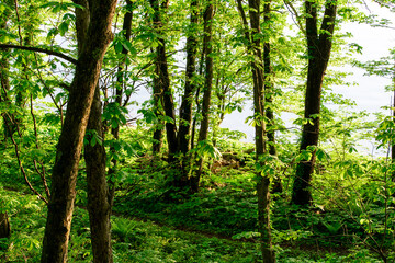 Fototapeta premium Fresh Green Trees Along the Lakeshore of Lake Towada, Akita, Japan