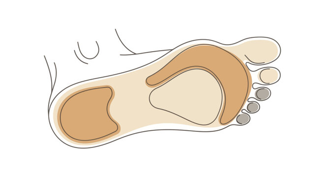 Foot Anatomy Illustration.