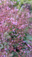branch of a blossom tree 