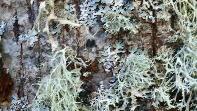 Oakmoss lichen growing on tree bark
