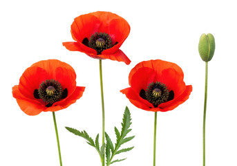 Fototapeta premium three vibrant scarlet poppy flowers (papaver rhoeas) and a closed green bud, macro flat lay on a transparent background with ample copy space, concept of elegant simplicity