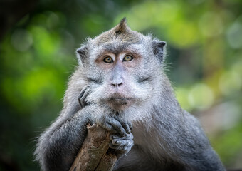 Fototapeta premium A young monkey macaque sits on a tree branch, looking curiously into the distance. The monkey is surrounded by lush green foliage, suggesting a natural habitat.