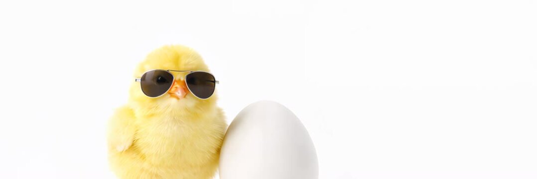 Cool yellow chick leaning on white egg, website banner in wide format with copy space for text, playful spring easter holiday concept.