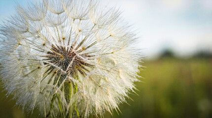 Close-up of a dandelion flower in a field, nature background